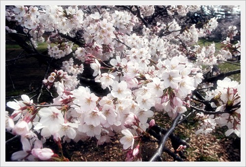 お花見2009-04-05